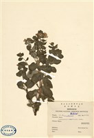 藏品(茅毛珍珠菜)的圖片